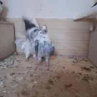 کبوتر|پرنده|خلیل آباد, |دیوار