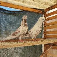 یک جفت کبوتر خال قرمز (گرگی )تهرونی پرشی