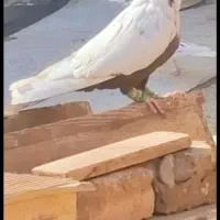 ۴تا‌کبوتر دمبی سیاه زرد قهوه ای|پرنده|تاکستان, |دیوار