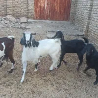 بز و بزغاله سفت چاق|حیوانات مزرعه|کاخک, |دیوار