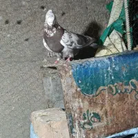 تهرانی خوب