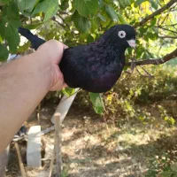 جفت سیاه آغ گوز آغ دمدیح