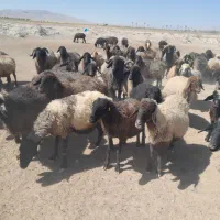 میش بره دار وابستن|حیوانات مزرعه|زرین دشت (فارس), |دیوار