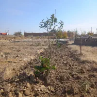 زمین واسه باغ ویلا|فروش دفتر صنعتی، کشاورزی، تجاری|کاشمر, |دیوار