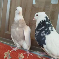 طوقی الماسی|پرنده|مبارکه, |دیوار