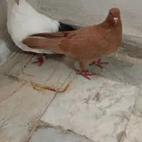 کبوتر