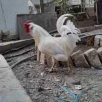 بقلمون  نر خروس گلین|حیوانات مزرعه|شاهدشهر, |دیوار