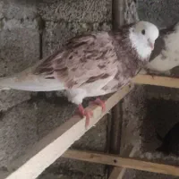 کبوتر پرشی|پرنده|رشت, سعدی (تختی)|دیوار