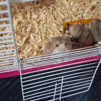 واگذاری رایگان همستر