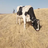 گاو جوانه گوشتی شیری جنس خوب شکم سوم