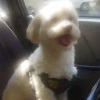 گمشده|حیوانات|تهران, نعمت‌آباد|دیوار