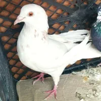 کفتر خاصا|پرنده|بناب, |دیوار