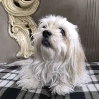 واگذاری سگ شیتزو