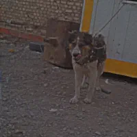 واگزاری|سگ|مبارکه, |دیوار