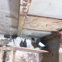 سینسیا نرماده پشت ماهی