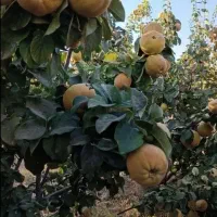 میوه به ارگانیک