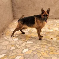 ژرمن