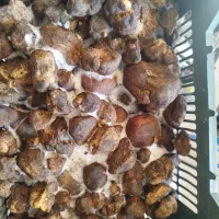 دنبل کوهی|خوردنی و آشامیدنی|شیراز, پایانه مسافربری سعدی|دیوار