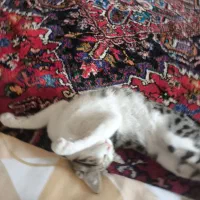 واگذاری رایگان بچه گربه|گربه|تبریز, |دیوار