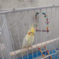 عروس هلندی ماده حراج