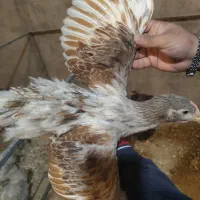 جوجه ، مرغ ، خروس ویاندوت