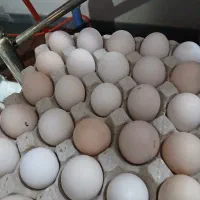 تخم مرغ محلی نطفه دار