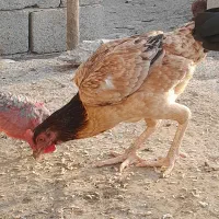 ماده مرغ|حیوانات مزرعه|میناب, |دیوار