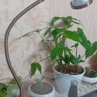 چراغ مطالعه مسی