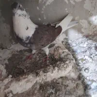 کبوتر درجه یک