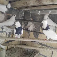 طوقی|حیوانات|نجف‌آباد, فیروزآباد|دیوار