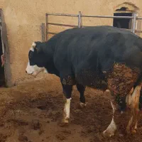 گوساله نر|حیوانات مزرعه|قیدار, |دیوار