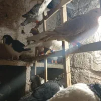 کفتر|پرنده|تربت‌حیدریه, آغوی|دیوار