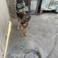 سگ ژرمن شپرد شولاین