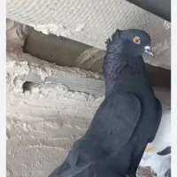 گروه عشق بازی