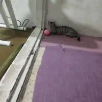 واگزار گربه