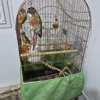 طوطی گرینچیک