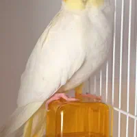 فروش عروس هلندی نر