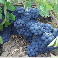 خرید و فروش انگور دیم