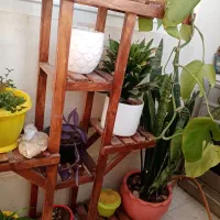 گل و گیاه|گل و گیاه طبیعی|مشهد, طلاب|دیوار
