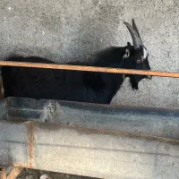 ۲عدد بزغاله سانن الپایین