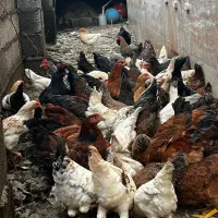 فروش مرغ تخمگذار و نیمچه گلپایگانی