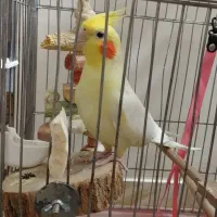 پرنده عروس هلندی