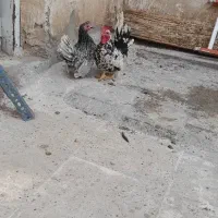 مرغ و خروس مینیاتوری
