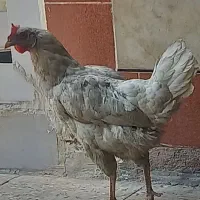مرغ  محلی سفید