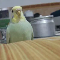 مرغ عشق ماده بالغ