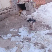 سگ پاکوتاه|سگ|مراغه, |دیوار