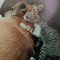 گمشده|حیوانات|رامهرمز, |دیوار