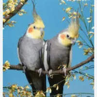 عروس هلندی