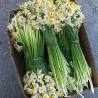 پیاز گل نرگس اصلاح شده|گل و گیاه طبیعی|شیراز, کاراندیش|دیوار
