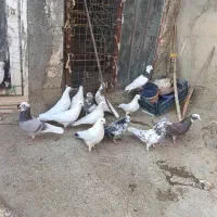 فروش سرجمم|پرنده|سردشت, |دیوار